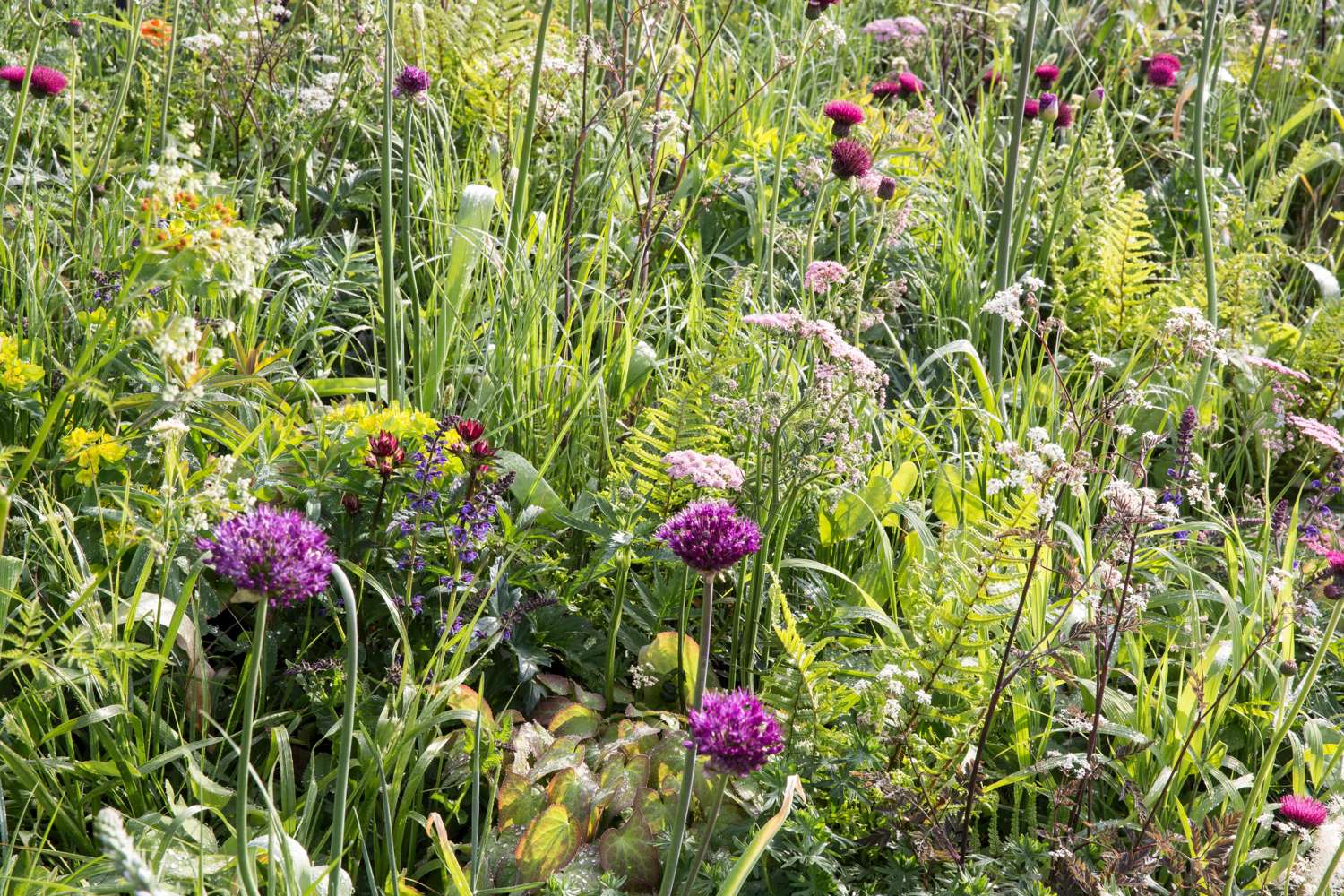 Allium 'Atropurpereum'